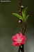 Ảnh đẹp hoa đào ngày Tết