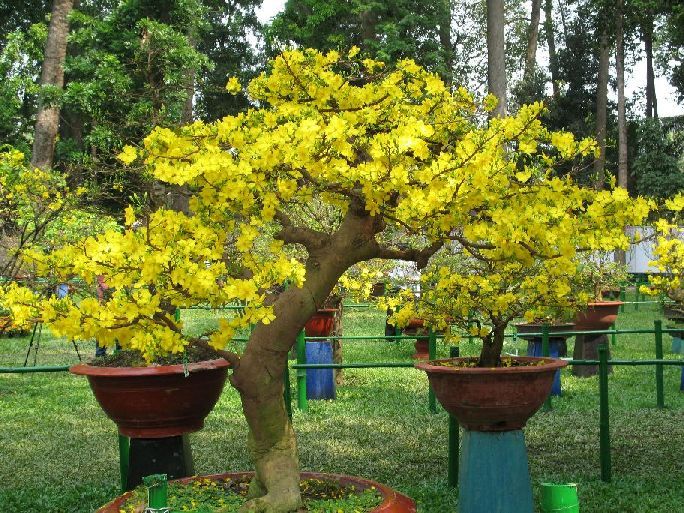 Vườn mai ngày Tết